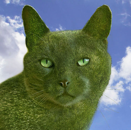 The Topiary Cat Profile pic
